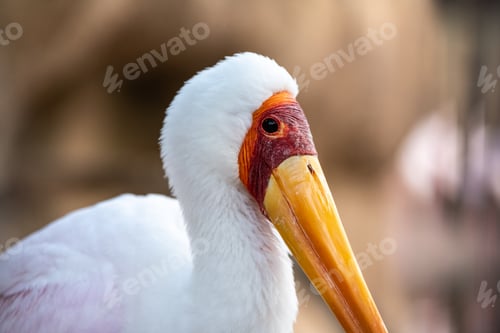 Preview: Portrait of a slender African Tantalus