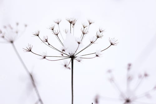 Preview: Dry plant, grass on the white snow. Abstract natural winter background with copy space. Wintertime.
