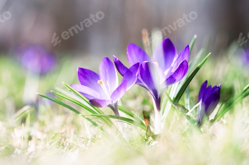 Preview: Macro shot of purple spring crocus flowers