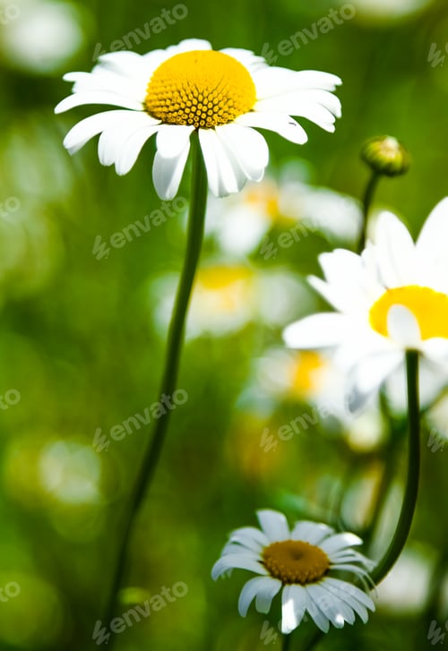 Preview: Detail of a beautiful Daisy Flower
