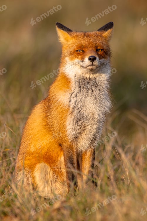 Preview: Red fox (Vulpes vulpes) sitting on hind legs