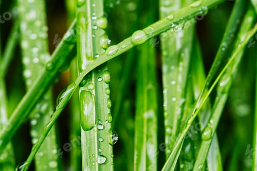 Preview: Water drops on fresh green leaf at morning.