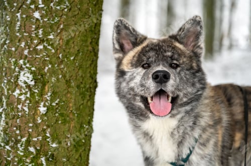 Preview: Akita Inu dog stands by a mossy tree trunk in a snow-covered landscape