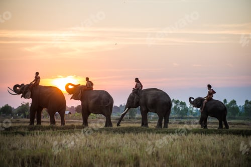 Preview: Elephant at sunrise in Thailand