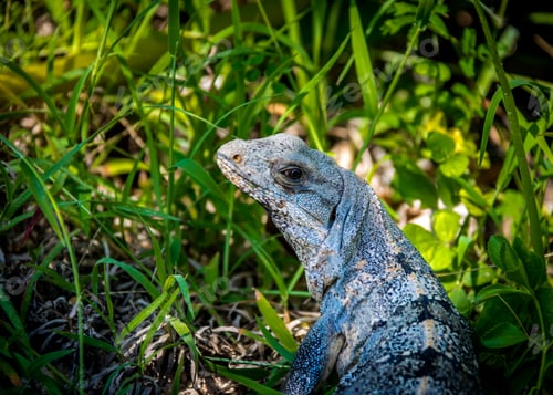 Preview: Iguana - Tulum, Mexico