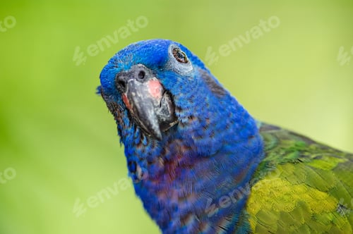 Preview: Blue-headed Parrot (Pionus menstruus). Portrait of a curious blue-headed parrot