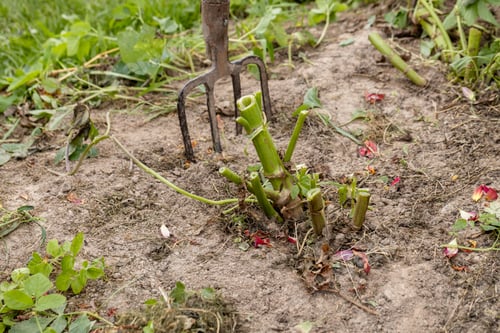 Preview: dahlia tubers just lifted for overwintering