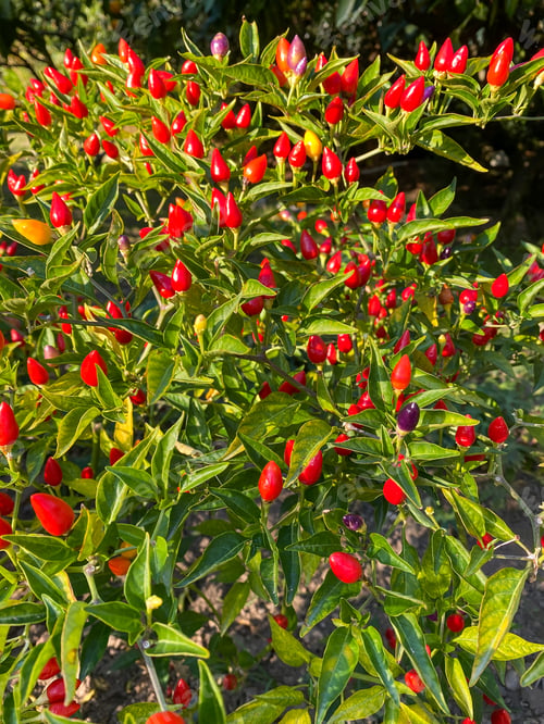 Preview: Chilli peppers on tree in the garden