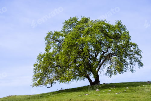 Preview: Beautiful Valley oak tree