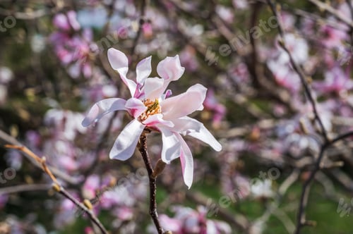Preview: Magnolia flowers with pink petals blooming in spring garden,