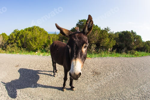 Preview: Wild funny donkey outdoors
