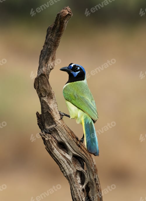 Preview: Green jay (Cyanocorax luxuosus) perched on a branch in a field
