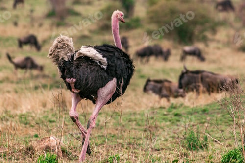 Preview: Male Ostrich Walking Wilderness Savannah Grasslands Nairobi National Park Kenyas Capital
