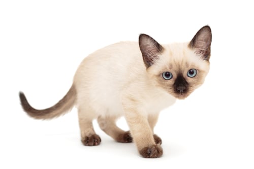 Preview: Small Siamese kitten stands
