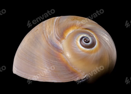 Preview: Polymita Picta snail Shell on Wood black background