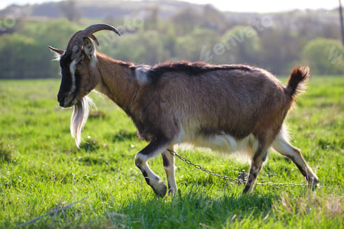 Preview: Domestic milk goat with long beard and horns grazing on green farm pasture on summer day. Feeding of
