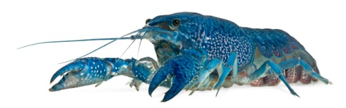 Preview: Blue crayfish