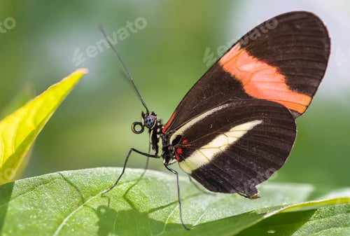 Preview: Red Postman Butterfly