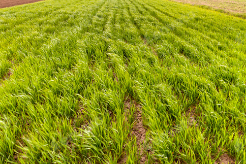 Preview: Close-up green fresh background of wheat or corn sprouts growing in field
