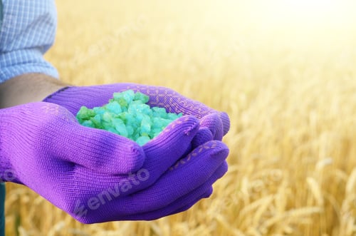 Preview: Farmer hold fertilizers in his hands with wheat field at backgro