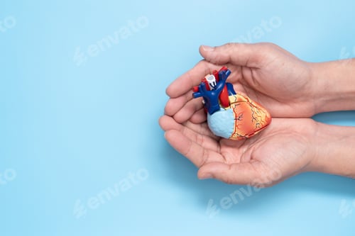 Preview: Man hands holding heart model