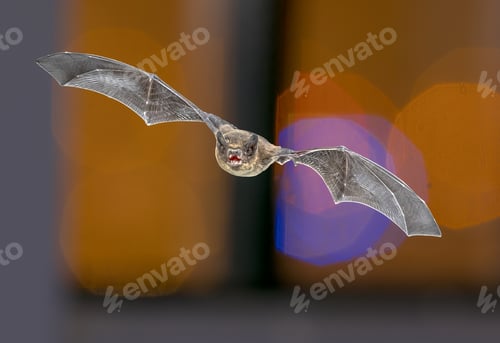 Preview: Pipistrelle bat on colorful background