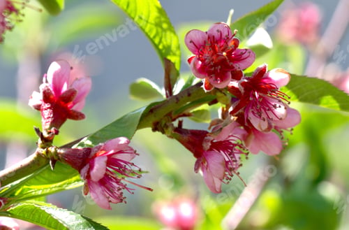 Preview: Spring mood. Flowers of almonds