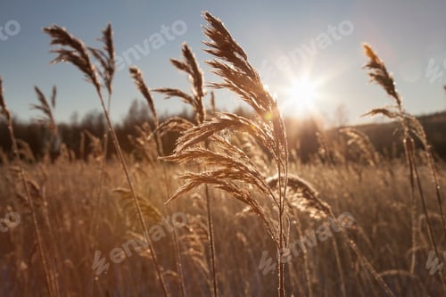 Preview: Sunlit landscape of marsh with common reed (phragmites australis)