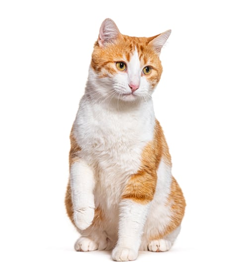 Preview: Ginger and white Crossbreed cat, sitting in front