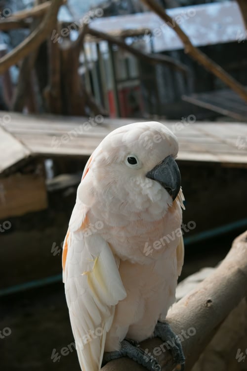 Preview: White parrot on the wooden branch