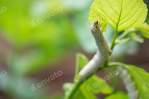 Preview: silkworm