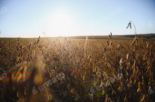 Preview: Vast Agricultural Field of Dried Plants in Sunlight