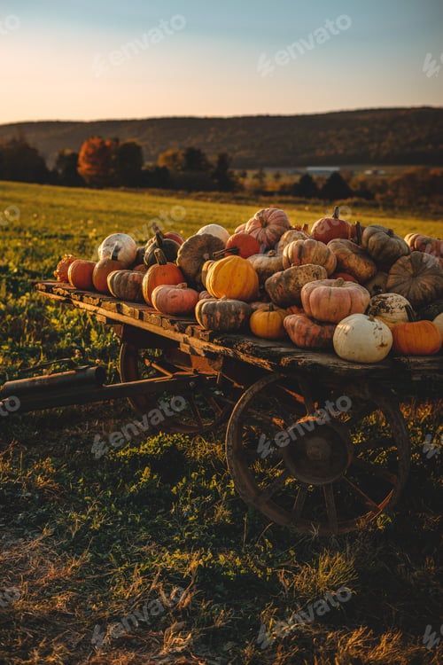 Preview: Wooden cart loaded with pumpkins in a field on the sunset