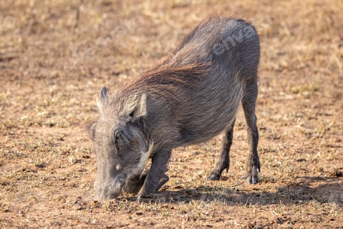 Preview: Warthog, Phacochoerus africanus, feeding on the ground, its knees bent as it reaches for food.