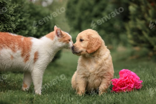 Preview: Small puppy dog golden retriever with cat in the park on green grass with flowers