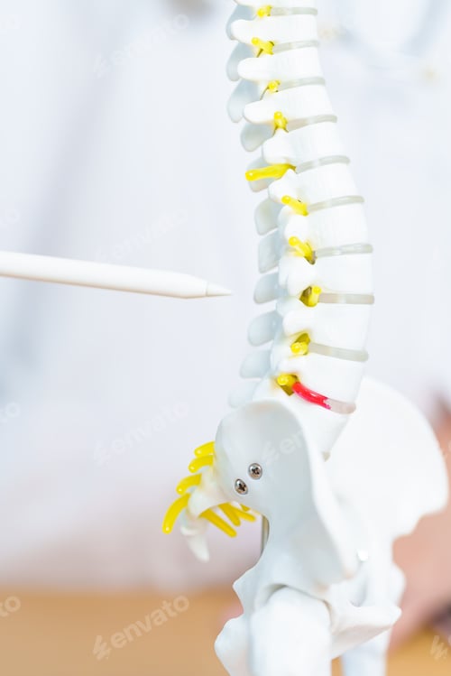 Preview: Doctor with human Spine anatomy model. Spinal Cord Disorder