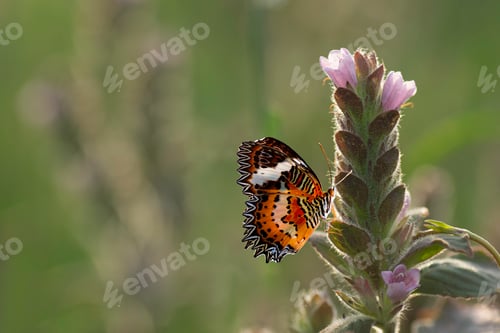 Preview: Tiger Butterfly Sitting on a Flower. Macro Photo Shoot