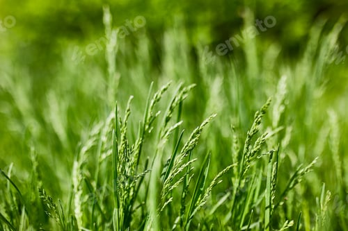Preview: Green summer background. Bright foliage. Grass. The sun. Spring.