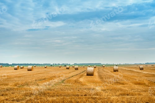 Preview: field and stubble of harvested wheat and bales of straw in rolls, beautiful sky