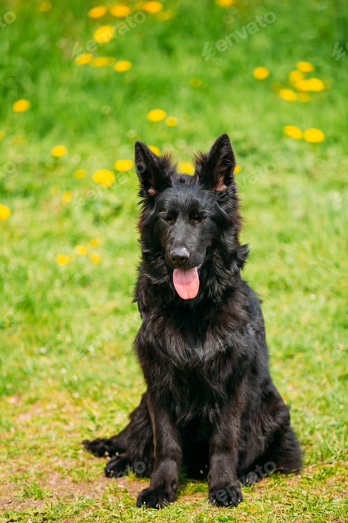 Preview: Black German Shepherd Dog Sit In Green Grass. Alsatian Wolf Dog