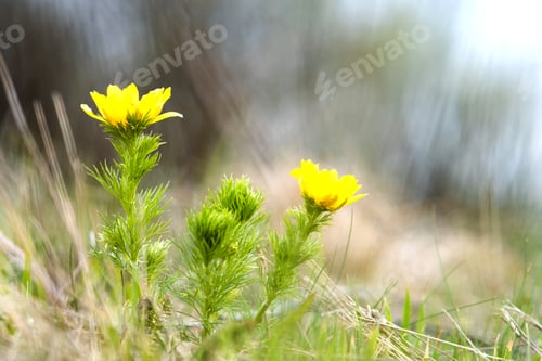 Preview: Close up of small yellow wild flower blooming in green spring field