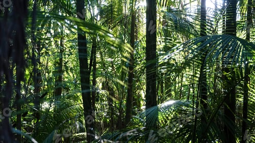 Preview: tropical forest, natural green background