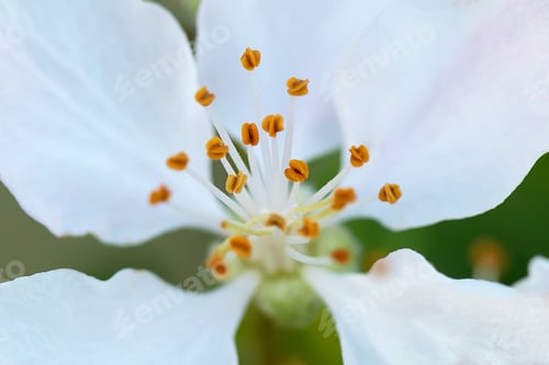 Preview: Delicate white apple blossom on a green background.