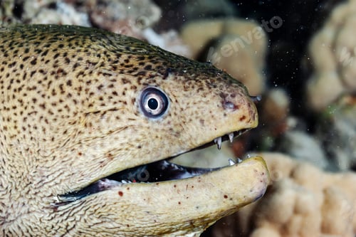 Preview: Moray Eel's Menacing Stare in the Depths of the Red Sea Waters