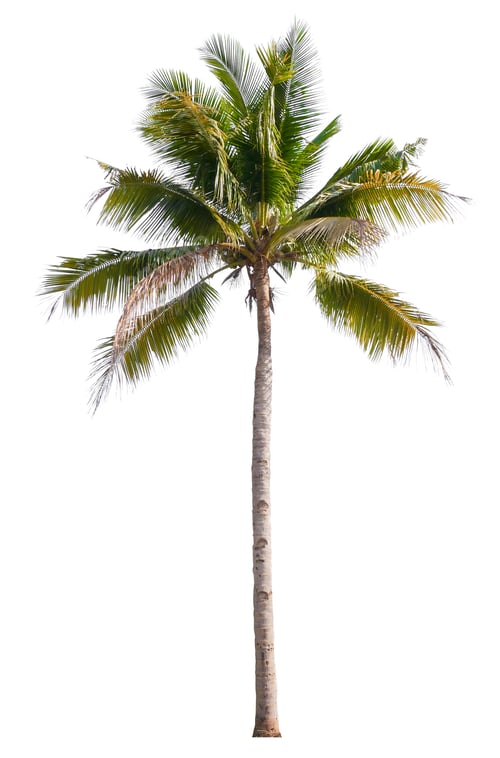 Preview: coconut tree isolated on white background
