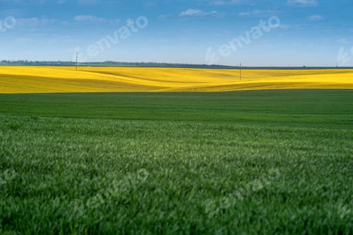 Preview: Yellow fields lines of oilseed rape and green at springtime