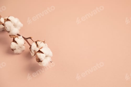Preview: Cotton branch on pink background. Top view, copy space for text. Delicate botanical style background
