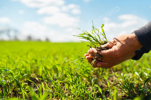 Preview: Young Green wheat seedlings in the hands of a farmer. Agronomist checks and explores sprouts of rye.