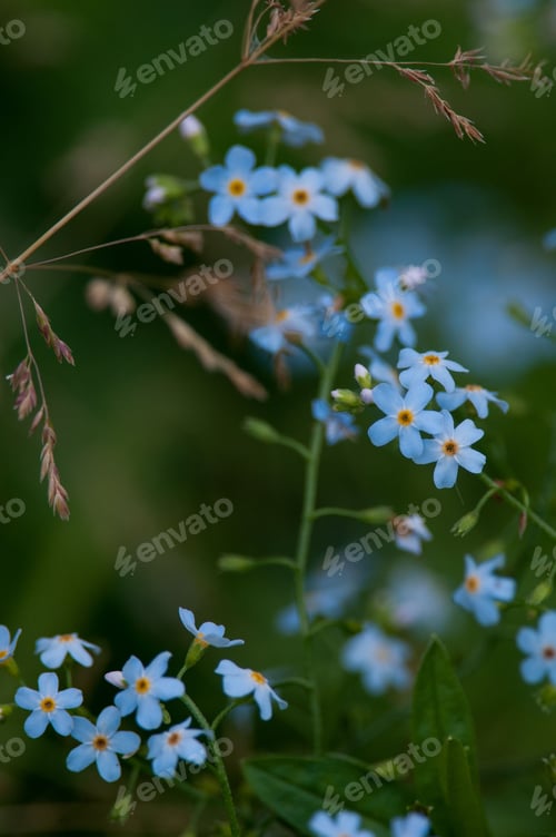 Preview: a group of blue flowers that are growing out of the ground
