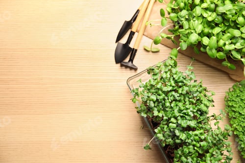 Preview: Fresh organic microgreens and gardening tools on wooden table, flat lay. Space for text